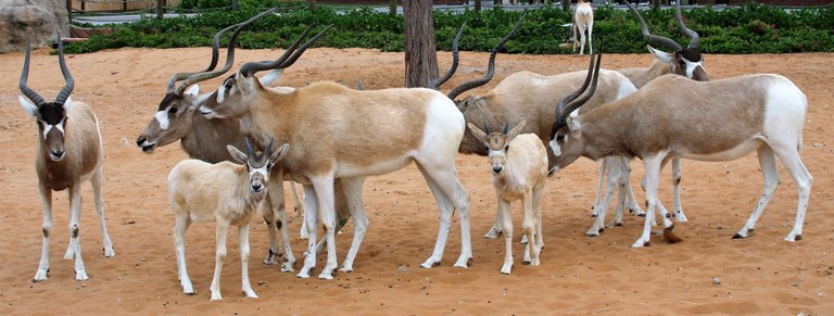 addax antelope family group.jpg