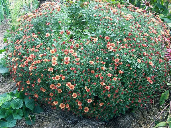 Big garden - goldy mum flowering crop October 2019.jpg