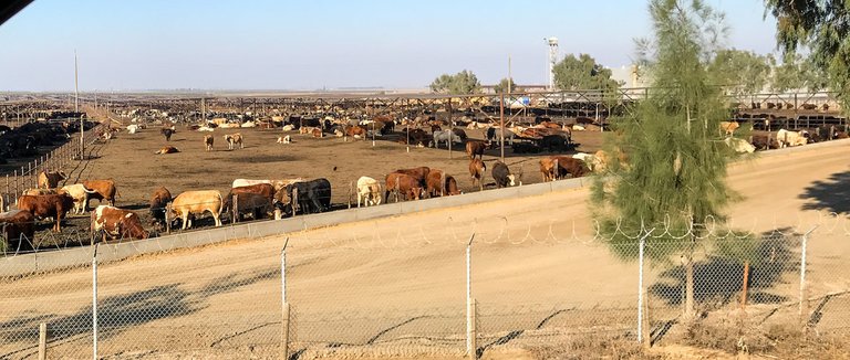 feedlot.jpg