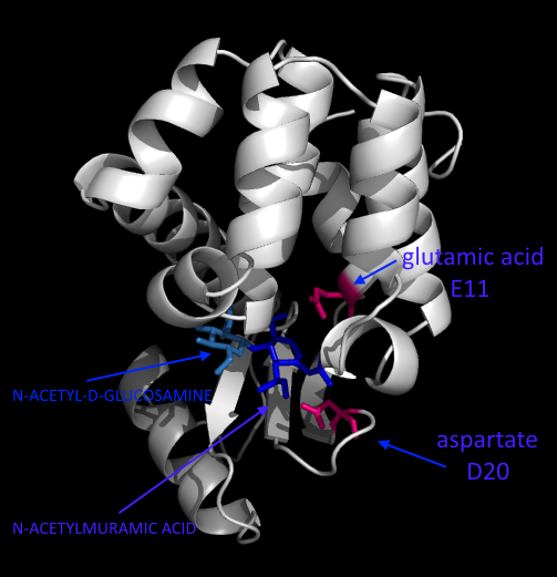 T4_lysozyme_E11_D20_analogus.png