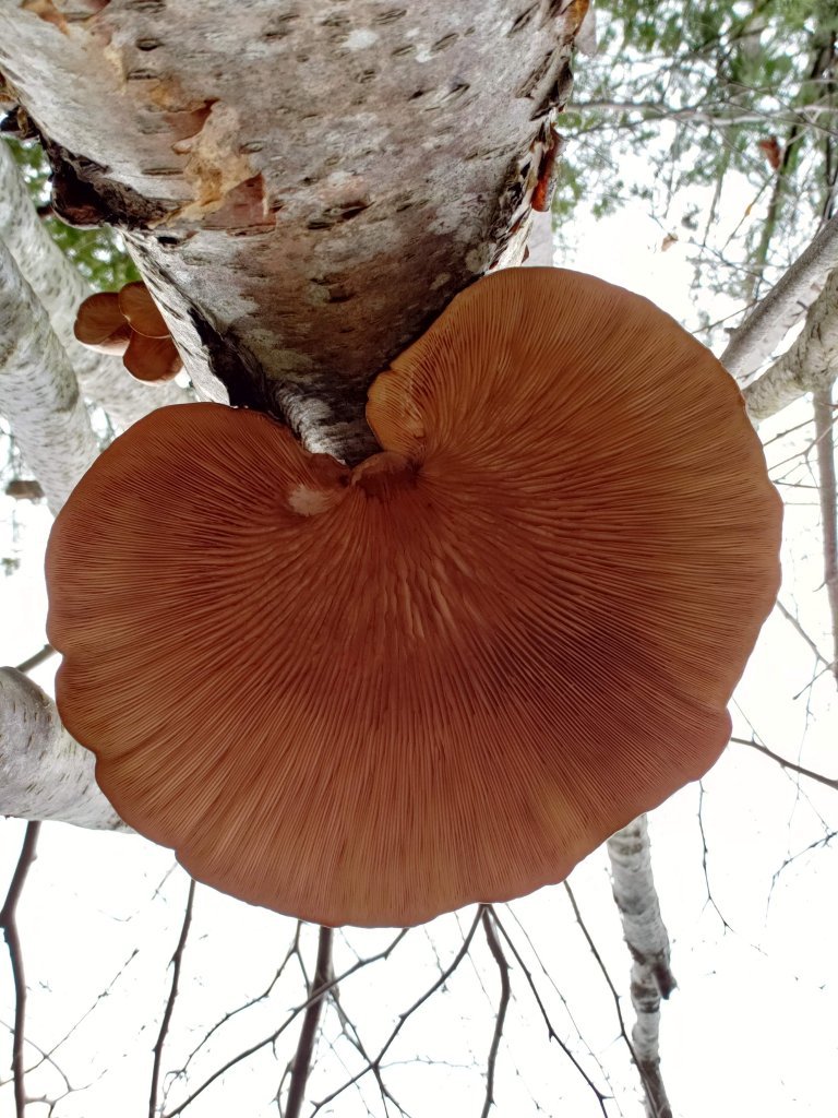 treeFungus.jpg