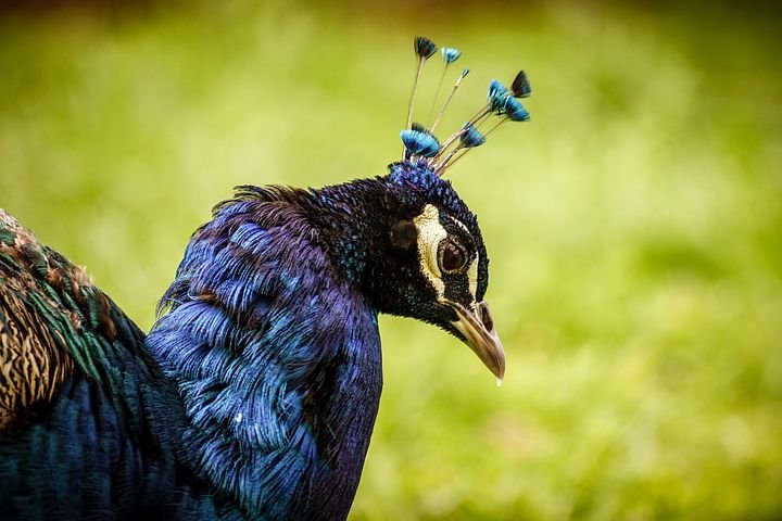 peacock-3785345__480.jpg