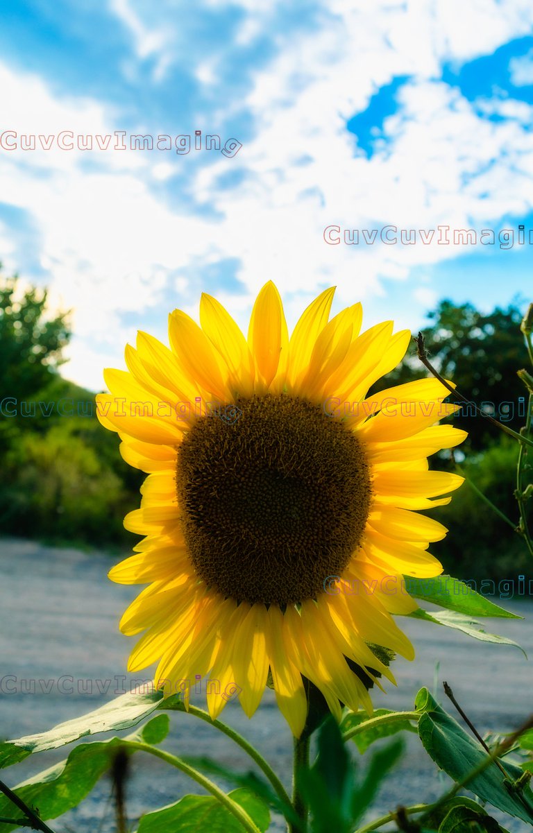 Stubborn Sunflower.jpg