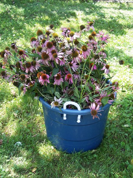 Tote of echinacea crop August 2019.jpg