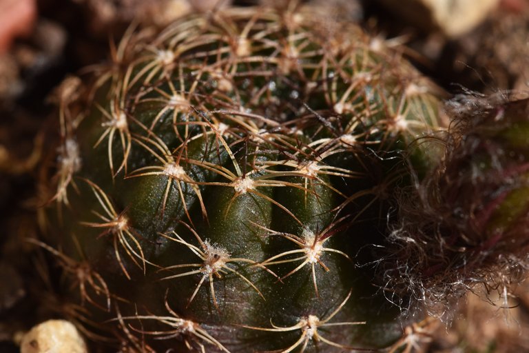 cactus hairy bud Ludmila 2.jpg