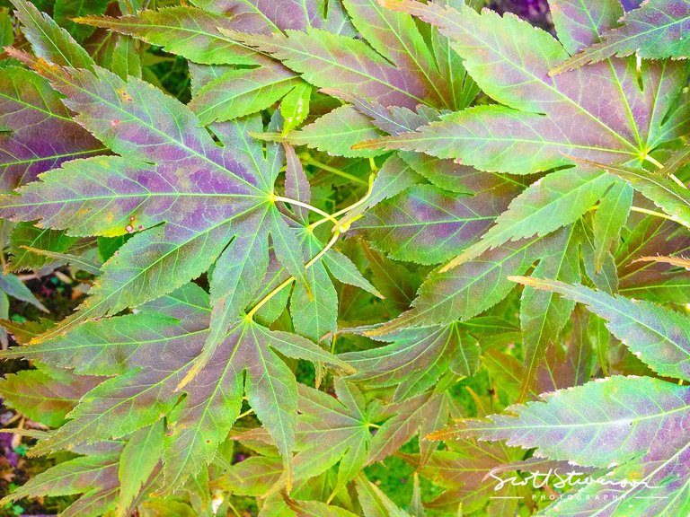 japanese Maple Tree-1.jpg