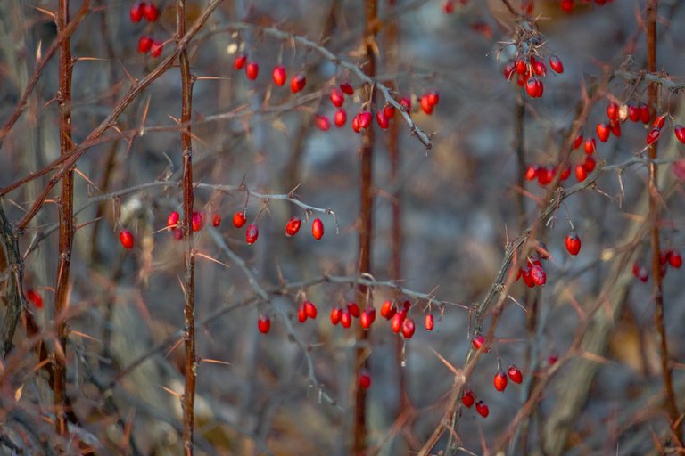 барбарис ягоды зимой1.jpg