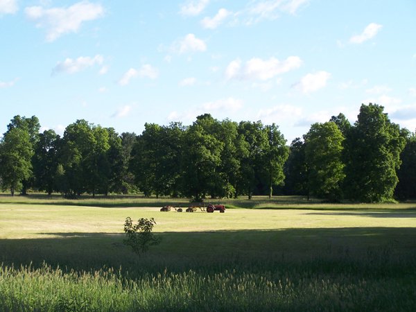 Mikey's hayfield3 crop June 2018.jpg