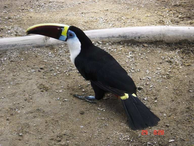 Tucan.JPG