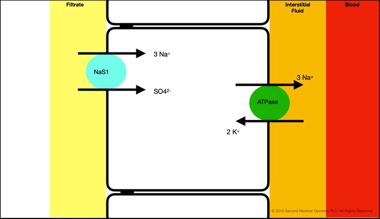 Picture Steemit Tubular Cell Sodium Transport 5.jpg