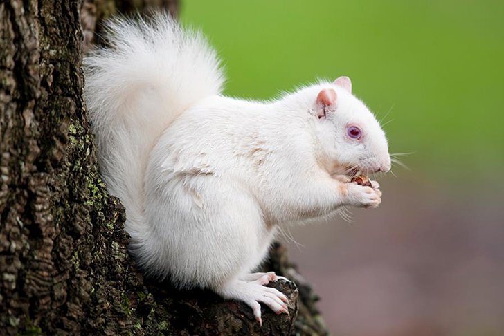 Victor-Manuel-Fleites-Escobar-White-Squirrel-Shed-2.jpeg