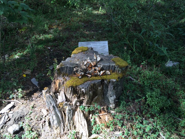 tree stump with many monarch butterflies