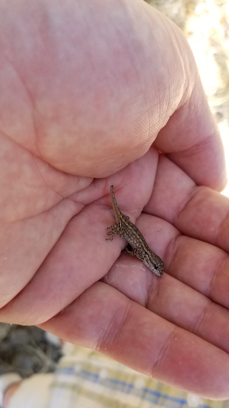 hand lizard 2.jpg