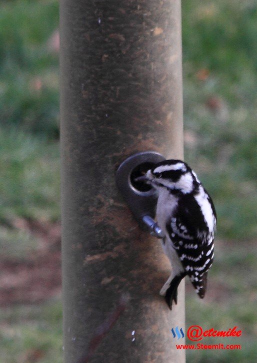 Downy Woodpecker PFW01-25.JPG