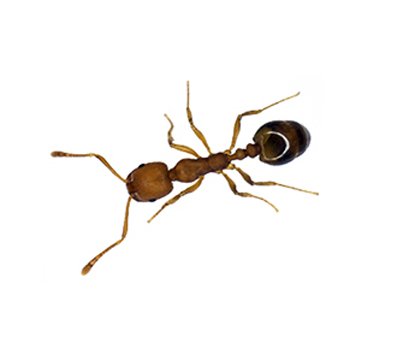 main_pharoahs-ant-monomorium-pharaonis.jpg