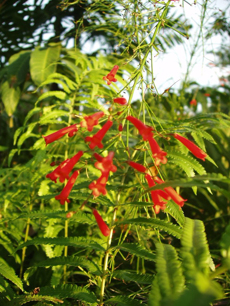 Queen Sirikit Park - flower