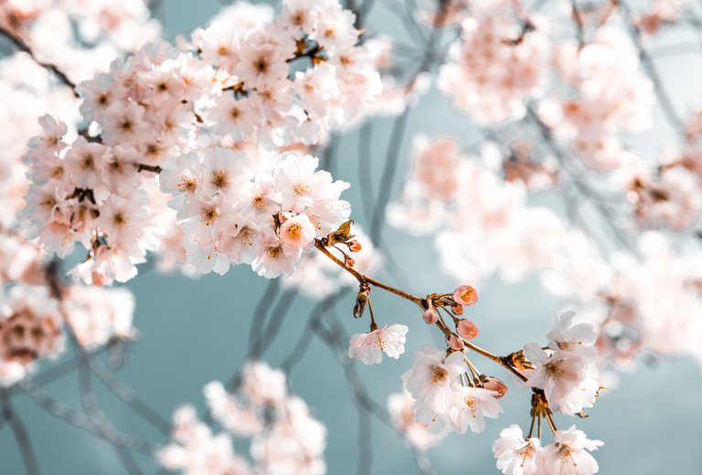 blossom-branch-desktop-backgrounds-2101187.jpg