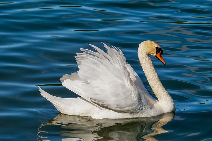 swan-3376622__480.jpg