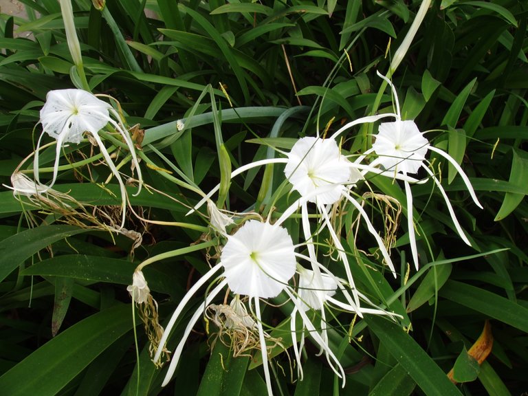 Queen Sirikit Park White flowers