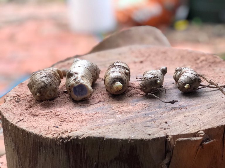 Black Turmeric rhizomes