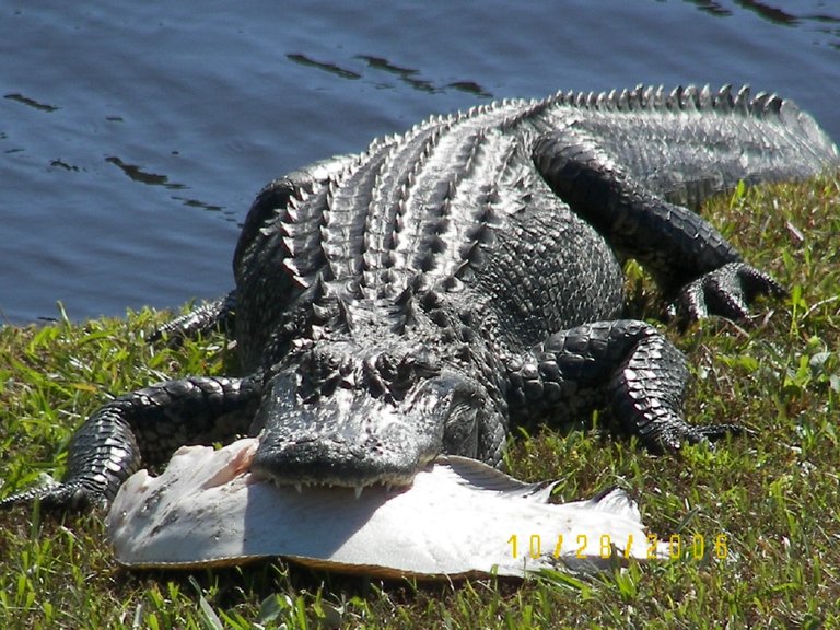 aligator-with-fluke.jpg