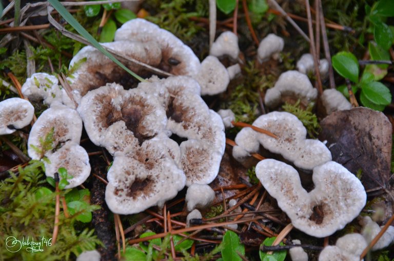 fungi-athabasca falls.jpg