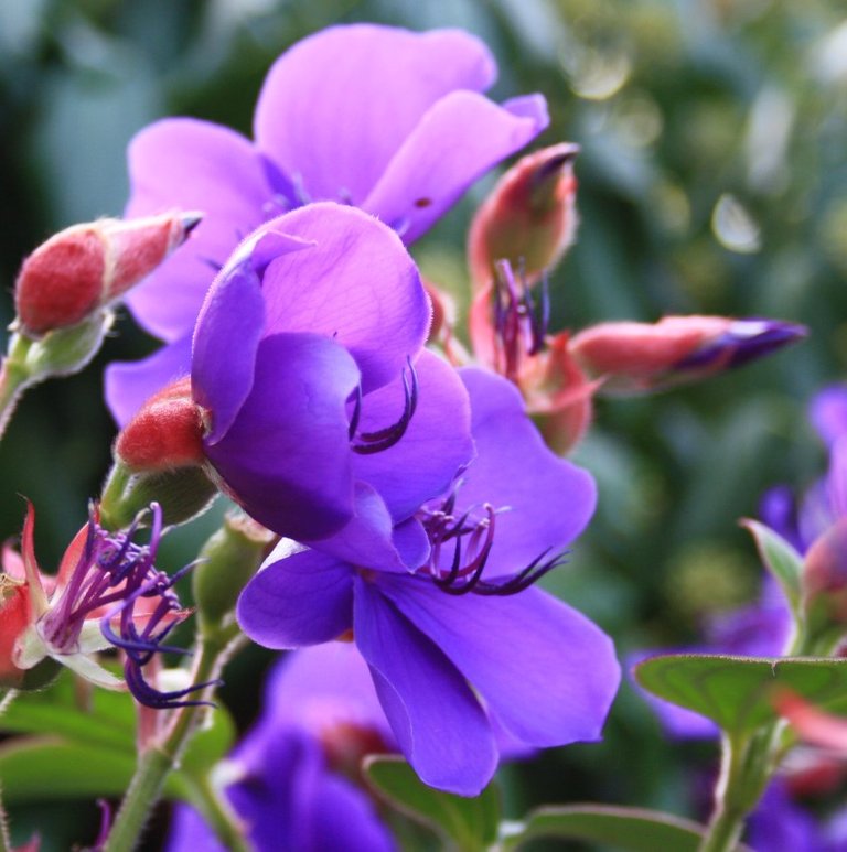Zürich_-_Botanischer_Garten_(Uni)_-_Tibouchina_urvilleana_Melastomataceae_IMG_0793 - Copy.jpg