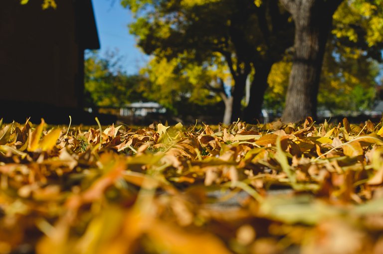 The fallen leaves on the ground .JPG