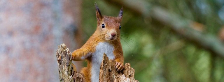 squirrel-2827760_960_720-1900x700_c.jpg