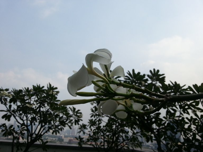 flower1.jpg