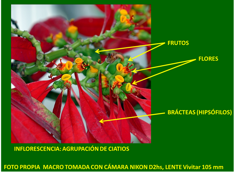 Botanica navideña 8.png