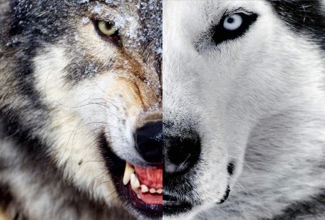 Parábola índio-dois lobos.jpg