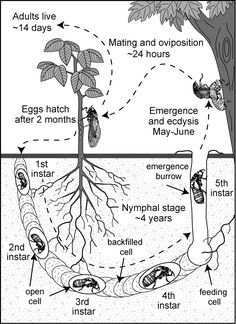 288d8bb87406153fe1ad3a2f29d97244--forest-school-life-cycles.jpg