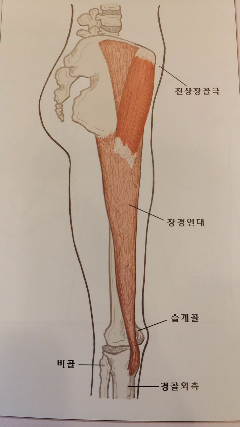 장경인대.jpg