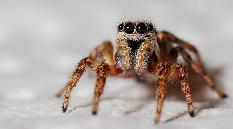 spider-564685_1280.jpg