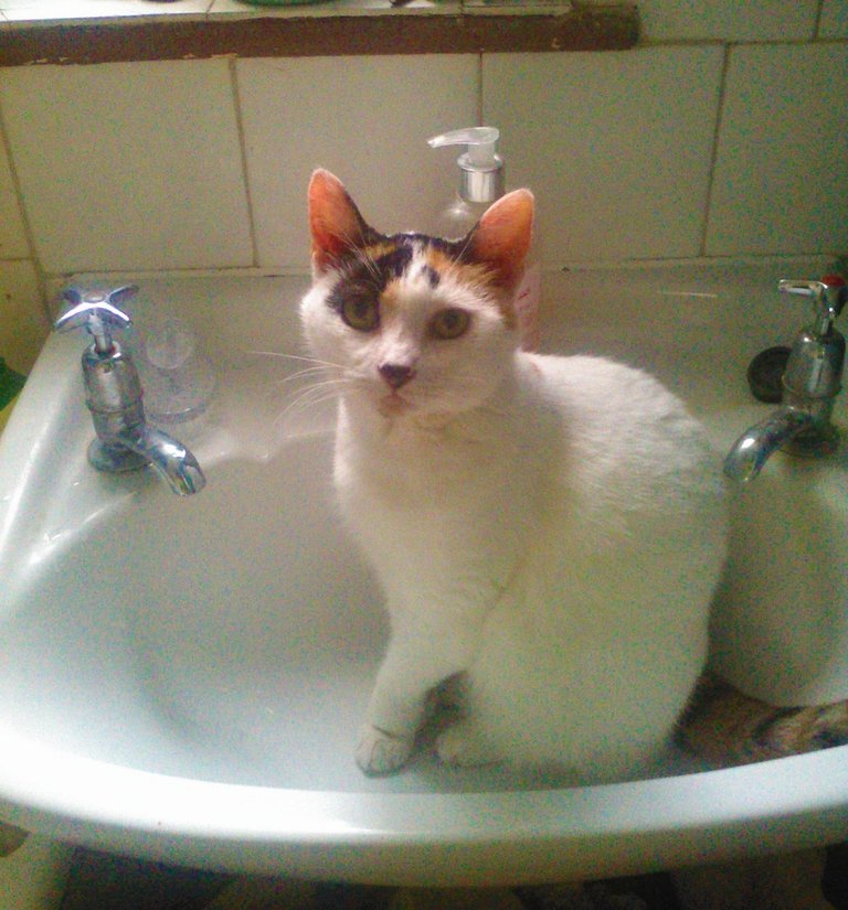 Cat Photography, Bella Awaits Water On Old Sink, Feb 2 2017-.jpg