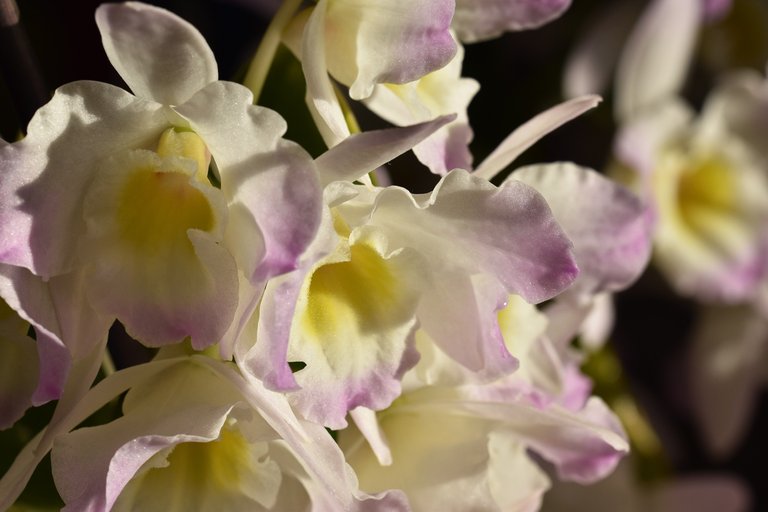 orchid bush bloom 8.jpg