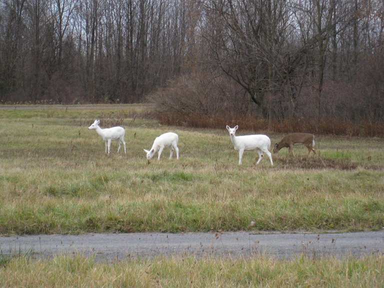 Seneca_White_Deer_On_Army_Depot_Grounds_1.JPG