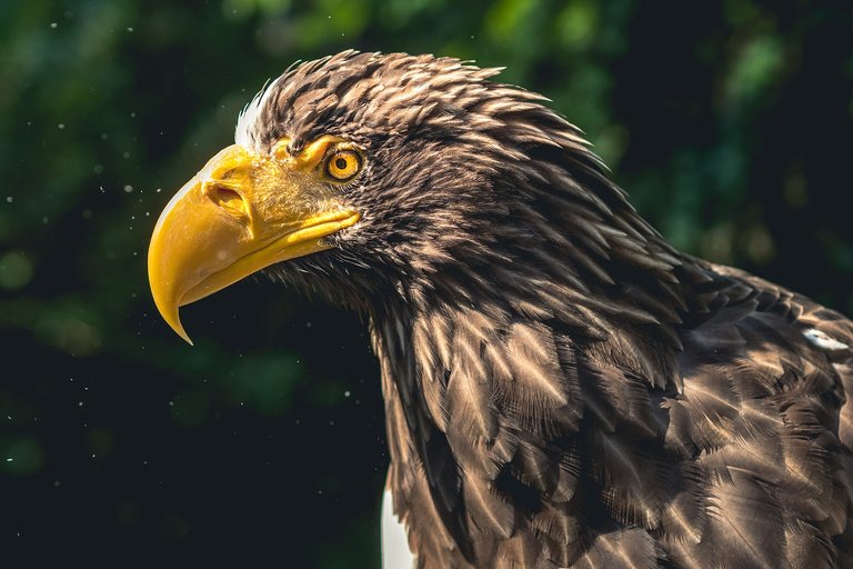 adler.jpg