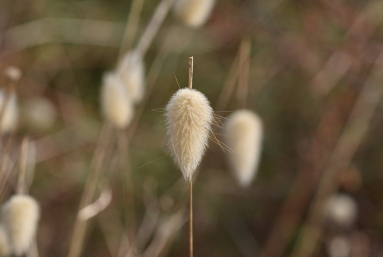 fluffy grass heads 3.jpg