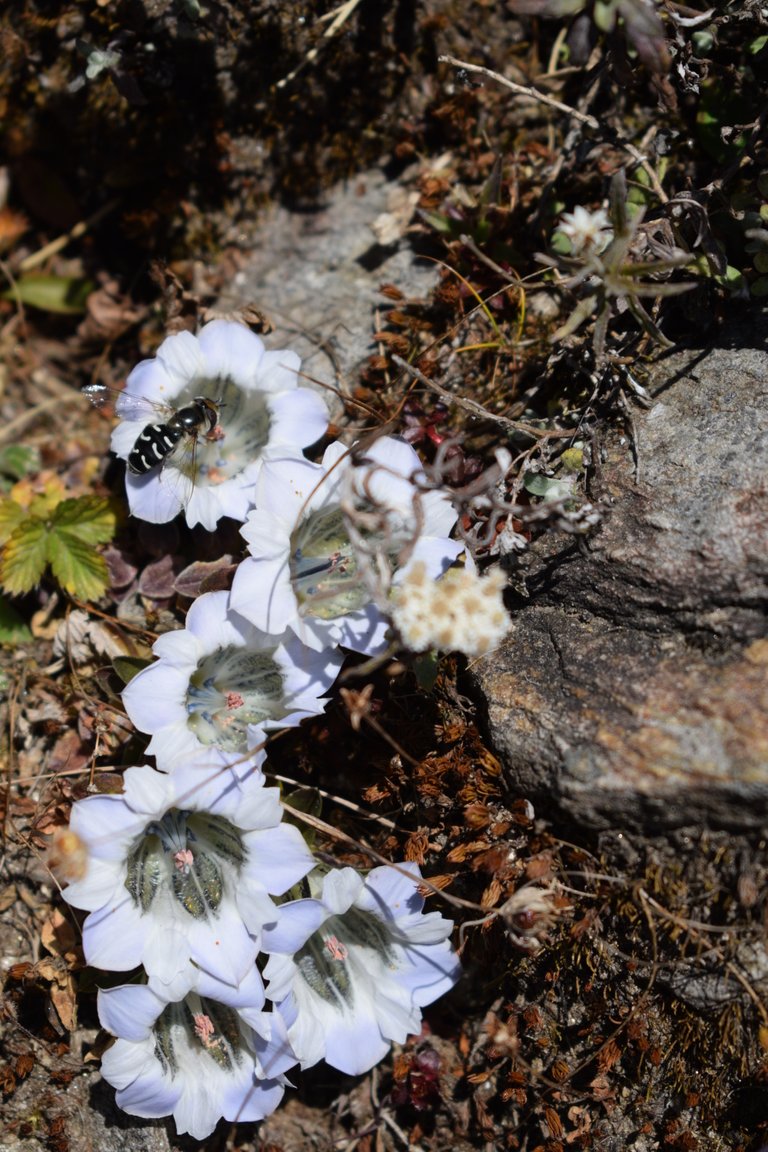 chopta2018 051.jpeg