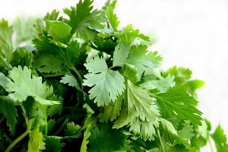 cilantro-1287301_960_720.jpg