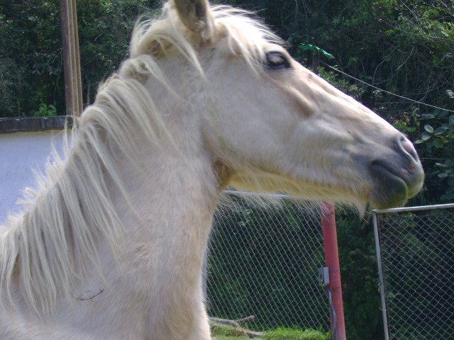 69-caballo blanco.JPG