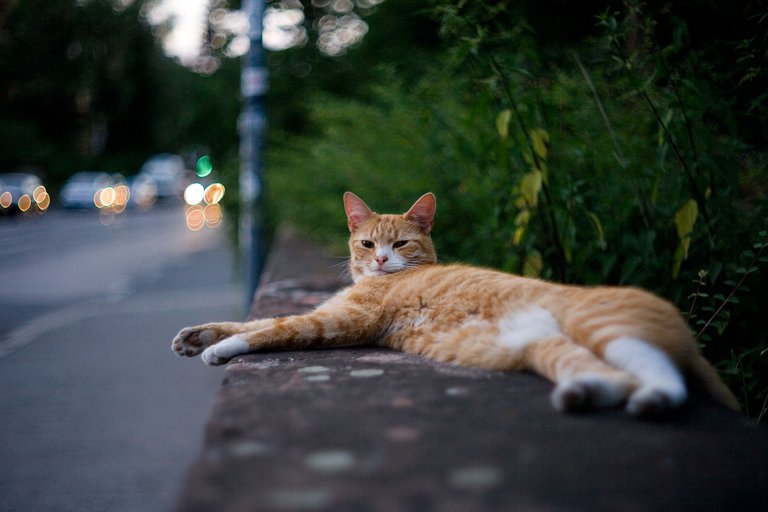 random red cat on wall noticing fraenk on a wednesday for caturday by fraenk