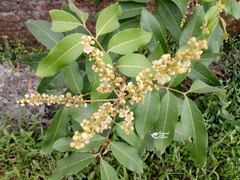 Dragon Eye Fruit Plant3.jpg