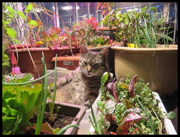 closeup JJ in empty tub among plants in indoor garden.JPG