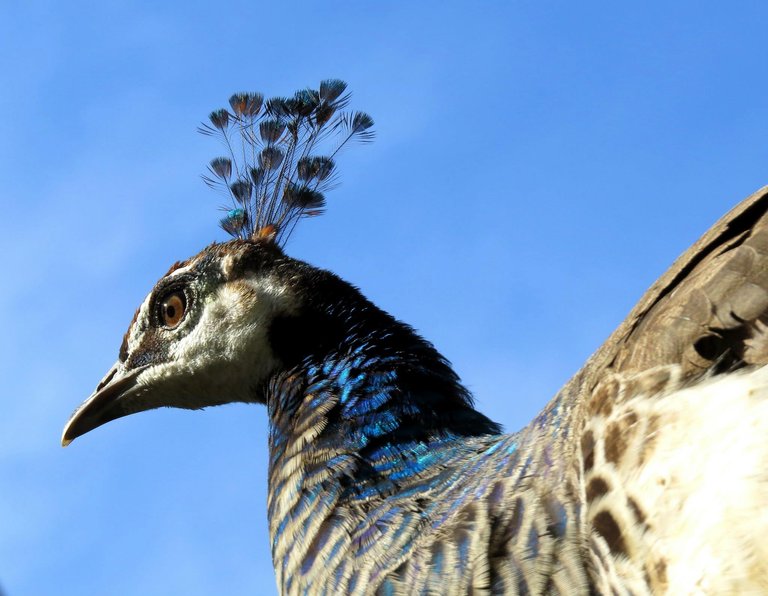 Pavo cristatus.jpg