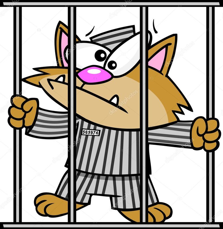 cat-in-jail.jpg