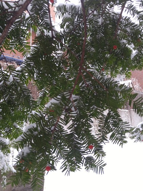 Tree and Snow.jpg