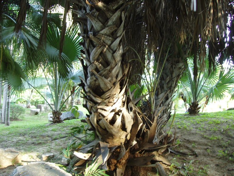 Queen Sirikit Park - palms